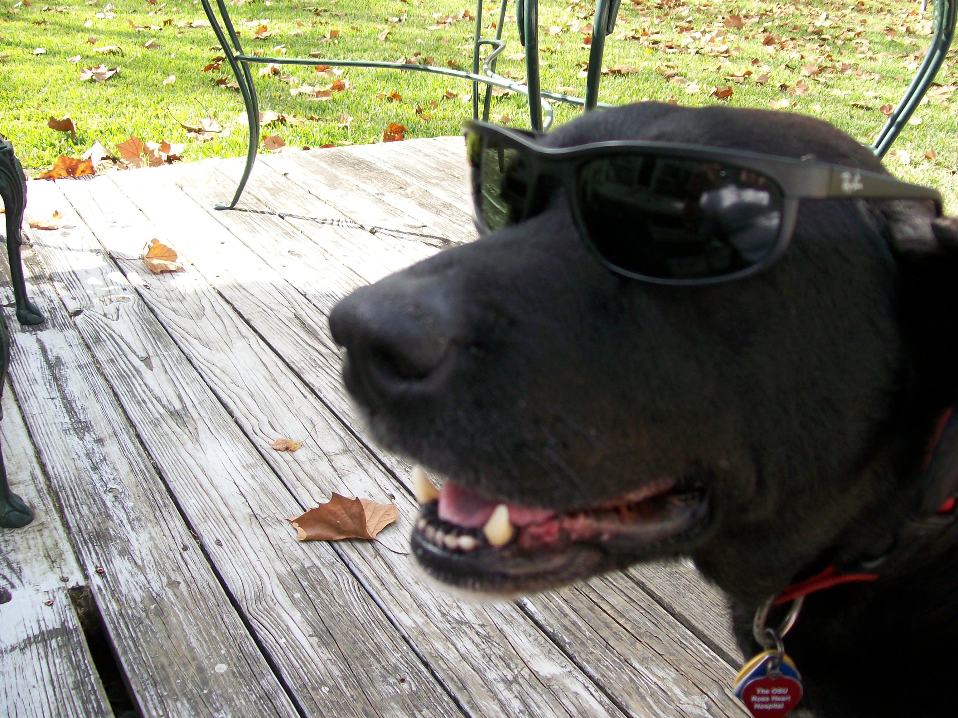 QuaverwithShades.JPG