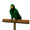 parrot1.gif
